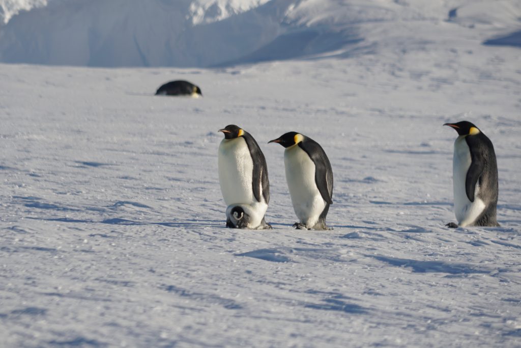 Pinguine in der Antarktis